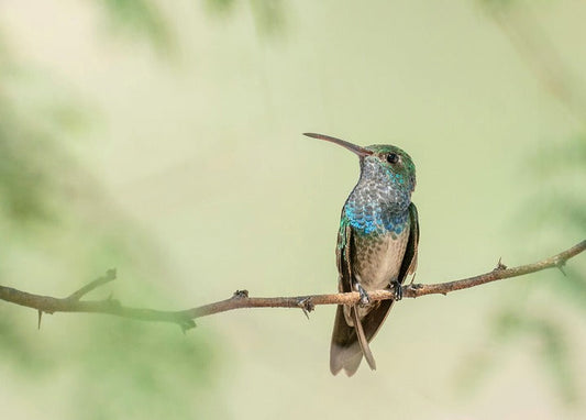 Green-blue hummingbird perched on a thin branch with blurred green background