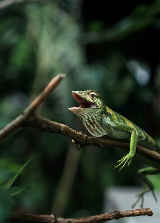 Green lizard with open mouth perched on a branch against blurred jungle greenery