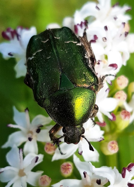 Metallic green rose chafer beetle resting on small white flowers
