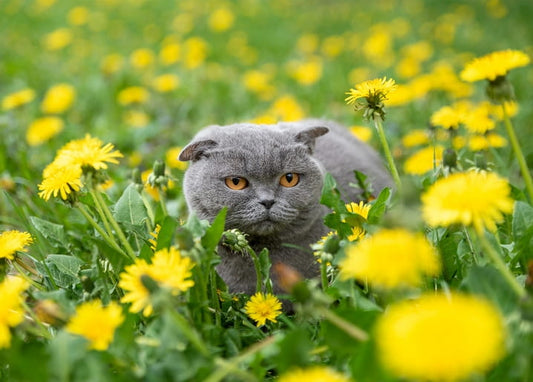 Grey Scottish Fold cat with amber eyes crouching in a field of yellow dandelions