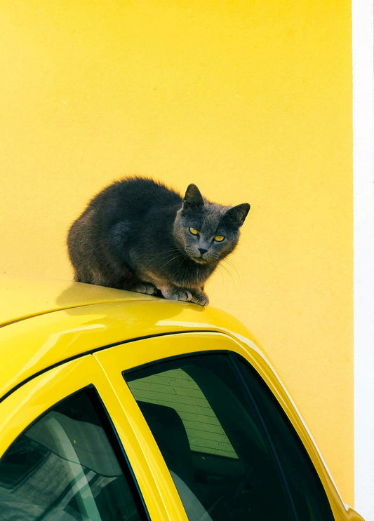 Graue Katze kauert auf dem Dach eines gelben Autos vor gelber Wand