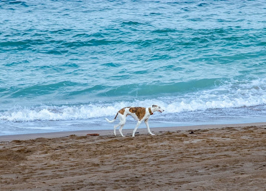 Rot-weißer Windhund läuft am Strand, im Hintergrund brechen sich Wellen