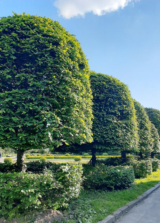 Row of dome-shaped clipped trees along a path at Gryshko Botanical Garden, Kyiv