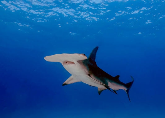 Hammerhead shark swimming through open blue ocean water