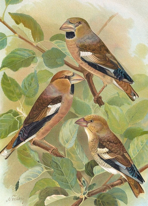 Three hawfinches with heavy beaks resting on a leafy branch, vintage illustration.