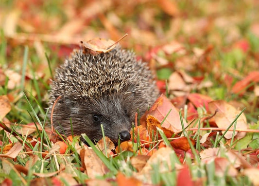 Igel läuft durch Gras und gefallenes Herbstlaub