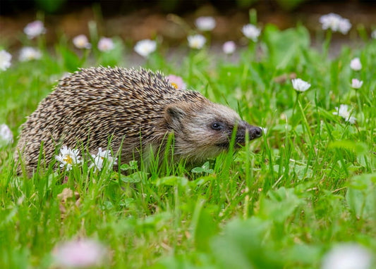 Hedgehog walking through grass and white daisies
