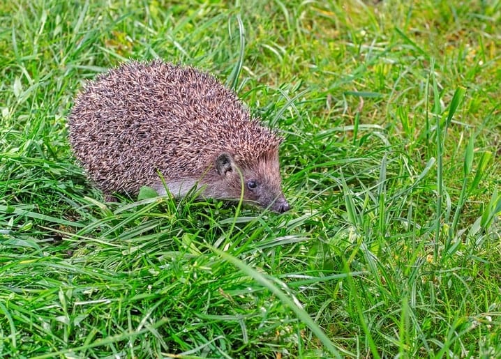 Hedgehog walking through tall green grass, seen close up
