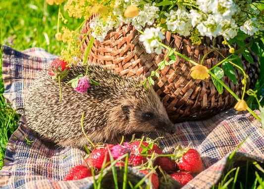 Igel zwischen Erdbeeren und Wildblumen auf einer karierten Picknickdecke