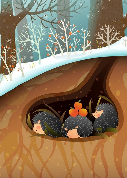 Three hedgehogs curled up asleep in an underground den beneath a snowy winter forest