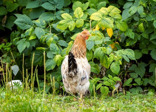 Gesprenkeltes Huhn zwischen Himbeersträuchern und hohem Gras