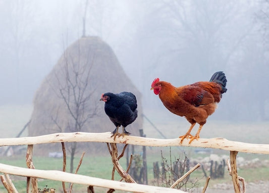 Black hen and rooster perched on a wooden fence in winter fog