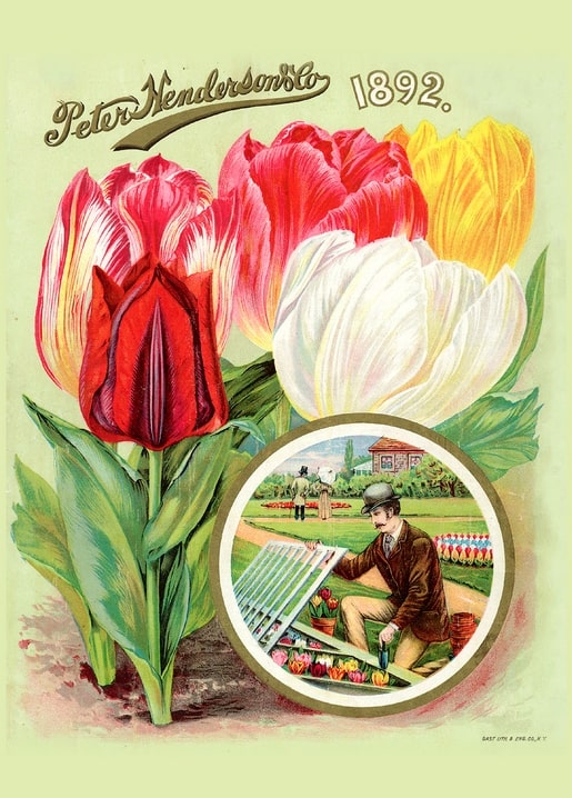 Peter Henderson & Co. 1892 catalog cover with striped tulips and a man planting bulbs