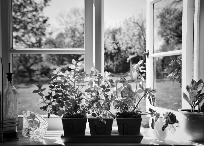 Potted parsley, chive, and basil on a sunlit windowsill with garden view