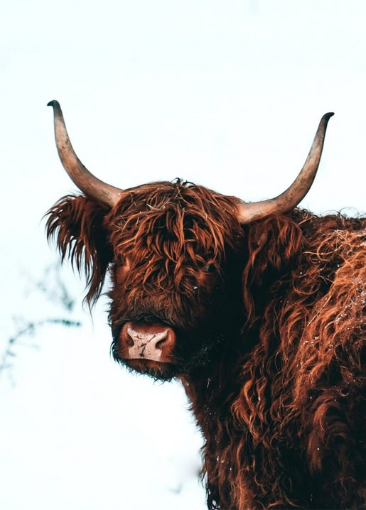 Close-up of a shaggy red-brown Highland cow with long horns