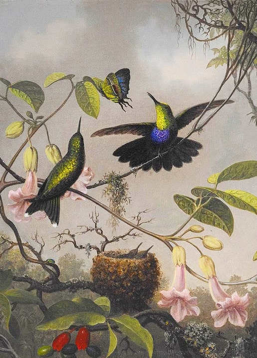 Zwei Kolibris bei rosa Trompetenblüten und einem Nest, gemalt von Martin Johnson Heade