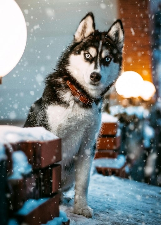 Blue-eyed husky with a red collar standing in falling snow at dusk