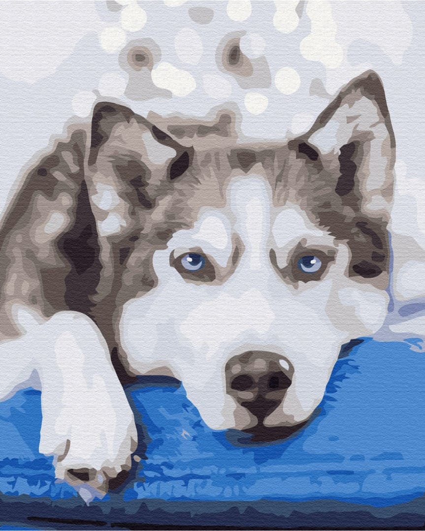 Malen-nach-Zahlen-Motiv eines Husky-Welpen mit blauen Augen vor schneeweißem Bokeh