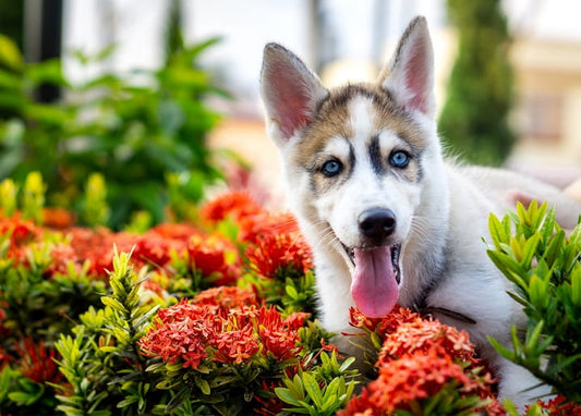 Blue-eyed husky puppy with tongue out among bright red flowers