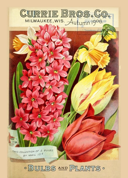 Vintage Currie Bros. bulb catalog cover with pink hyacinth, yellow daffodils, and red tulip