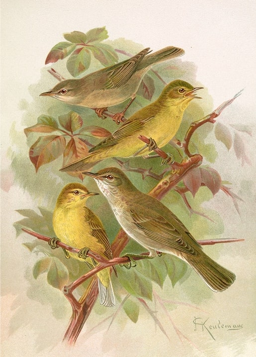 Four tree warblers in olive and yellow tones perched together on a flowering branch, vintage illustration