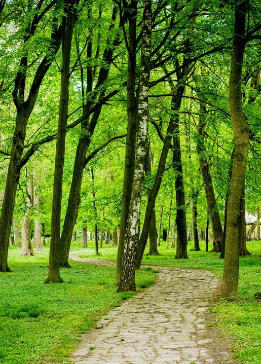Кам'яна стежка серед зеленого лісу з березою біля Івано-Франківська