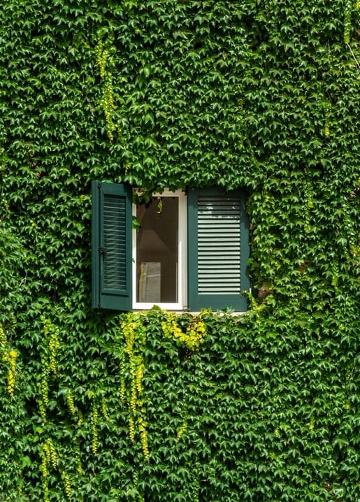 Window with dark green shutters set in a wall completely covered by ivy