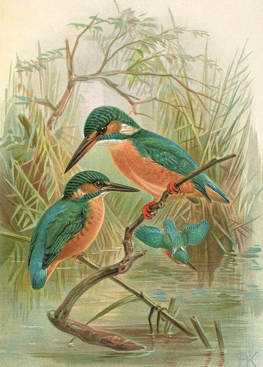 Vintage illustration of two Common Kingfishers perched above a reed-lined stream with water reflections