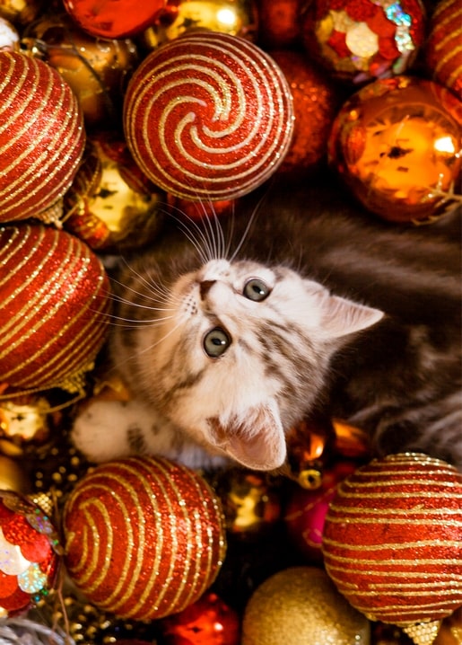 Gray tabby kitten peeking out from red and gold Christmas ornaments