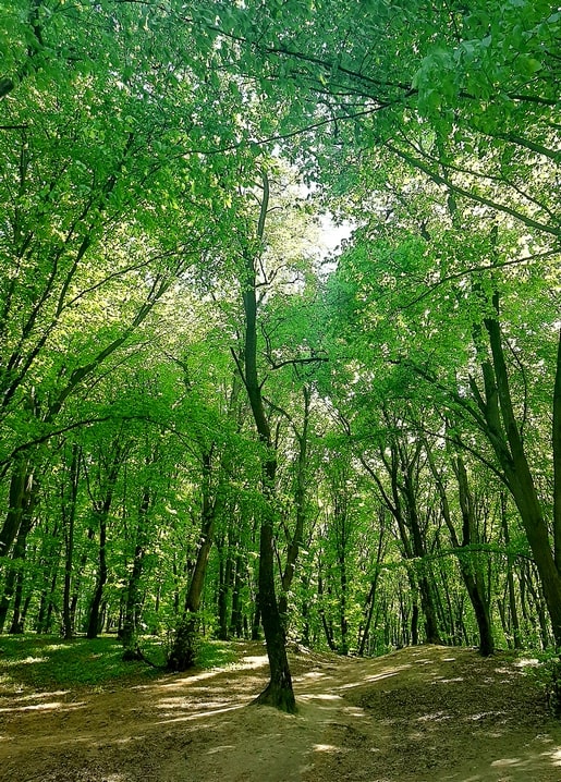 Листівка Голосіївськй ліс. Серія Києве мій! / Видавничий дім "Золота Птаха"