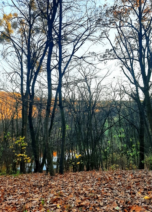 Листівка Голосі́ївський парк імені Максима Рильського. Серія Києве мій! / Видавничий дім "Золота Птаха"