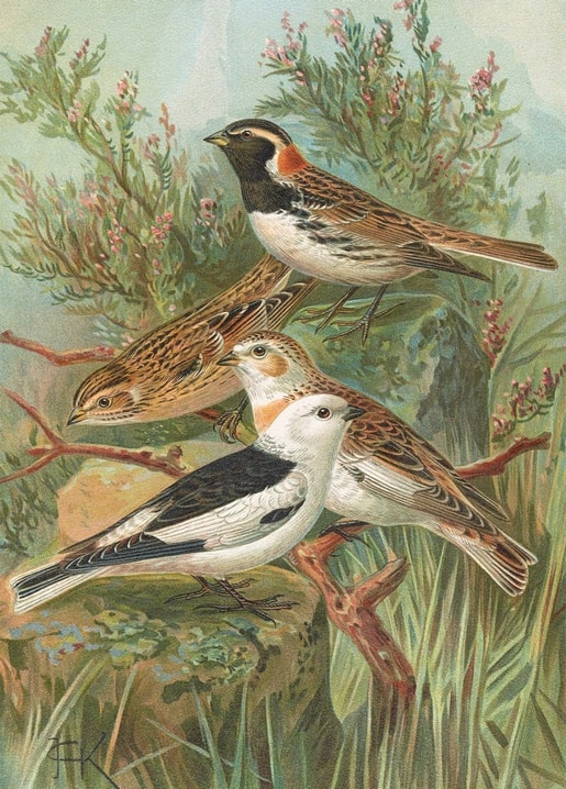 Vintage illustration of a Lapland longspur and a snow bunting on heather branches