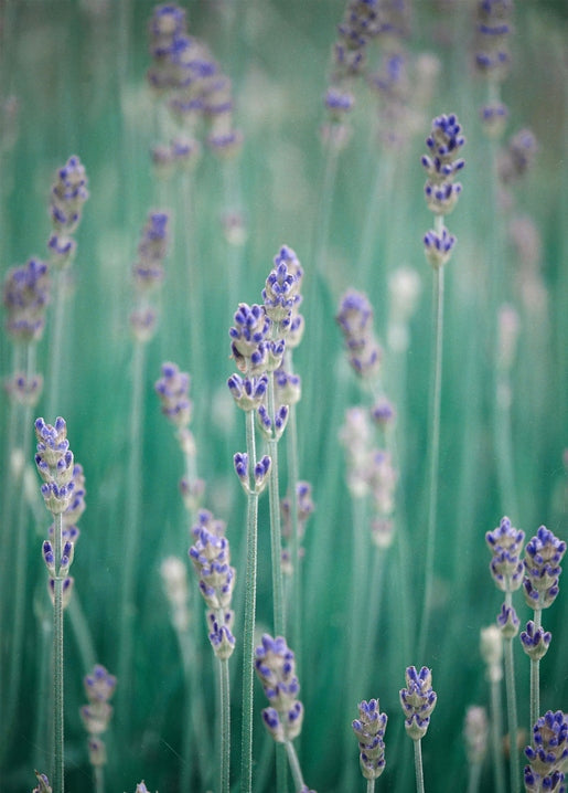 Close-up of purple lavender sprigs blooming in a summer field