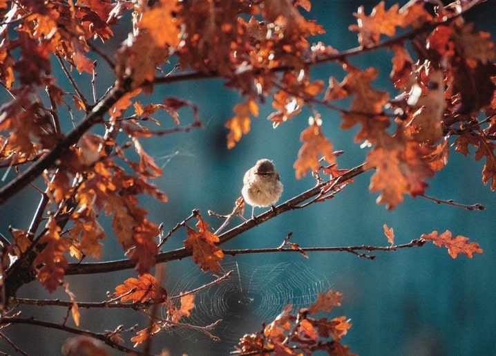 photo autumn mood