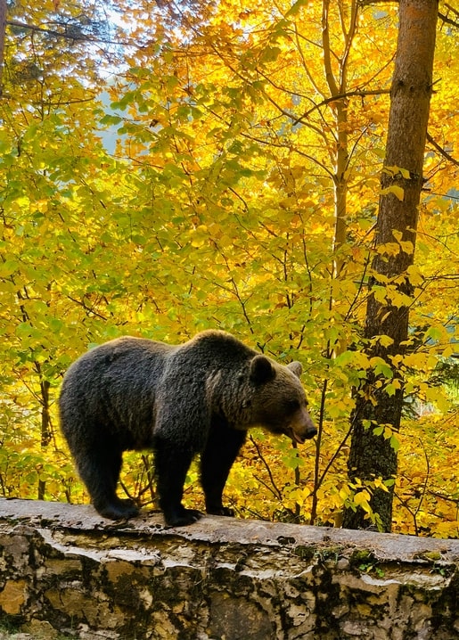 photo autumn mood