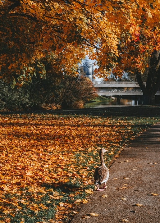 photo autumn mood