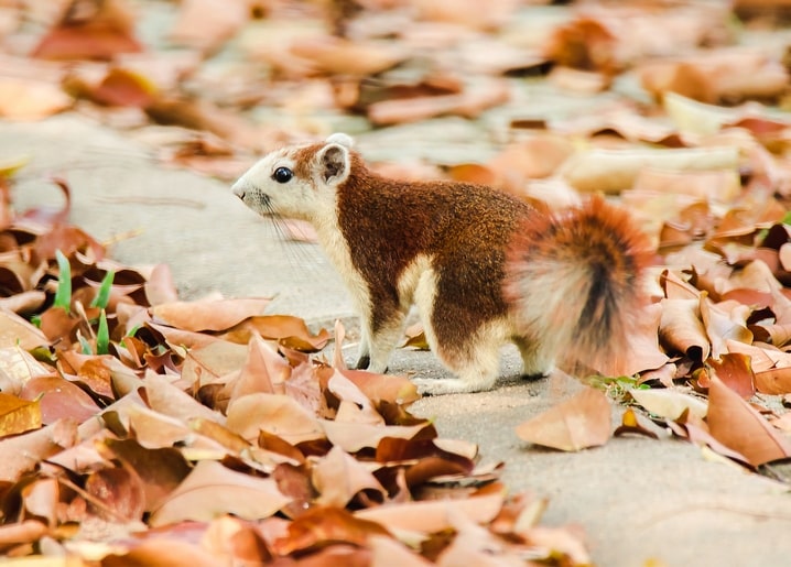 photo autumn mood