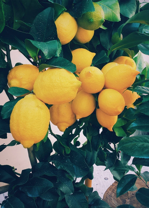 Bunches of ripe yellow lemons hanging on a citrus tree branch