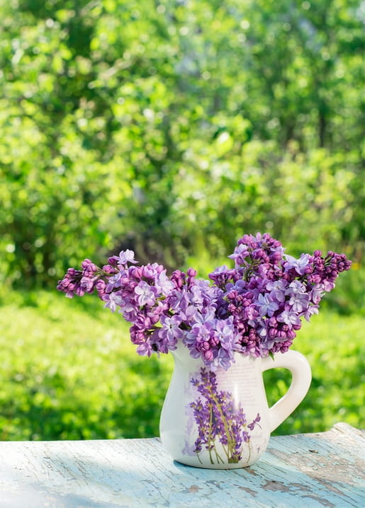 Lilac bouquet in a white ceramic jug on a weathered blue garden bench