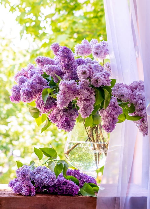 Purple lilac bouquet in a glass vase on a windowsill with sheer curtain