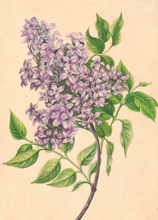 Botanical illustration of a blooming lilac branch with purple clusters and green leaves