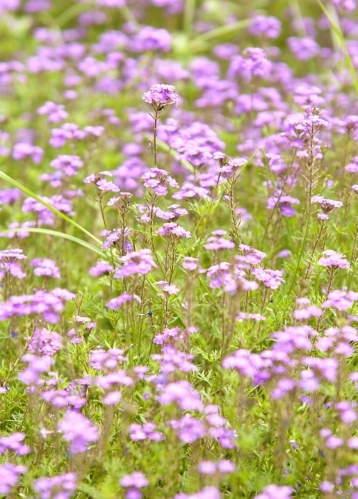 Close-up of lilac wildflowers blooming in a sunny summer field