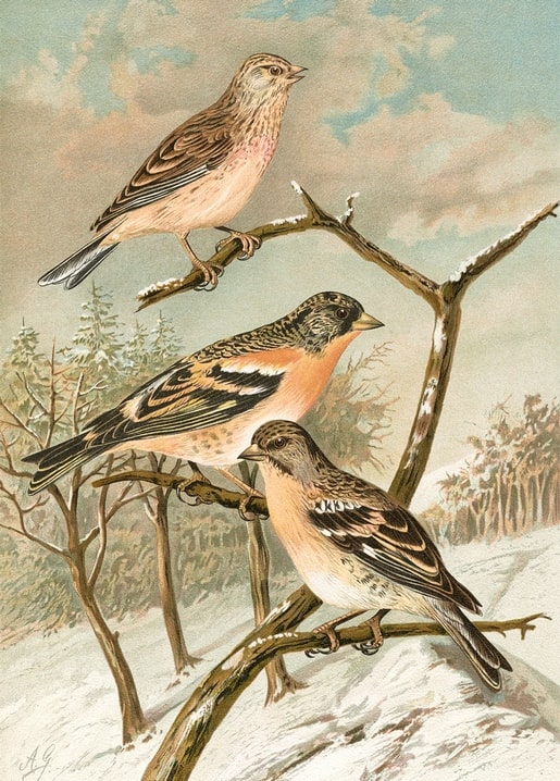 Vintage illustration of a linnet and two bramblings perched on snowy branches
