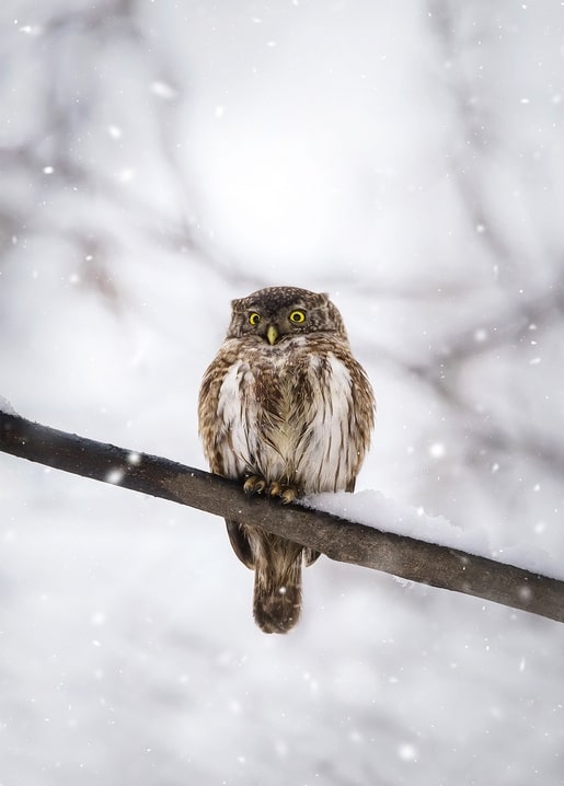 Small owl perched on a bare branch looking at the camera during snowfall