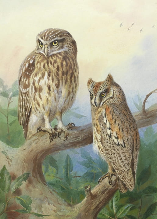 Archibald Thorburn illustration of a little owl and a scops owl on a branch, on a postcard