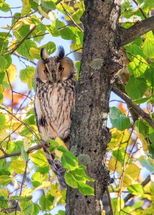Waldohreule sitzt auf einem Baum und blickt direkt in die Kamera