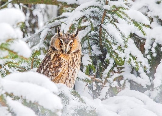 Long-eared owl perched among snow-covered pine branches as snow falls