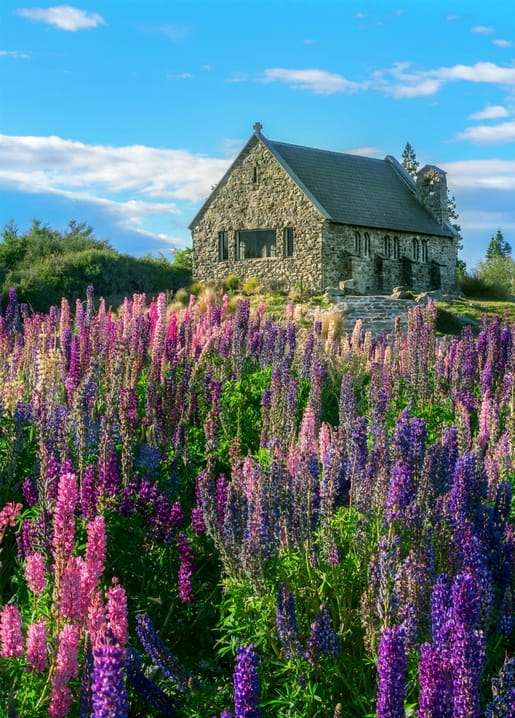 Purple and pink lupine flowers blooming before a small stone chapel under blue sky