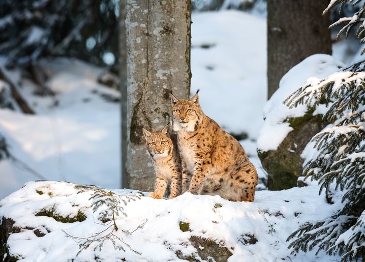 Lynx and her cub sitting together on a snow-covered rock in the forest