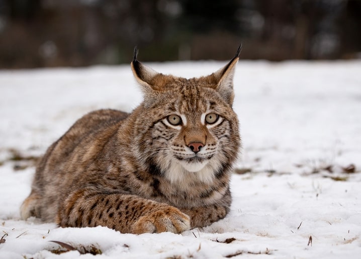Lynx lying in the snow with tufted ears and a direct gaze